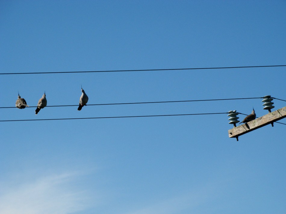 crested pigeon on wire_cskk_flickr