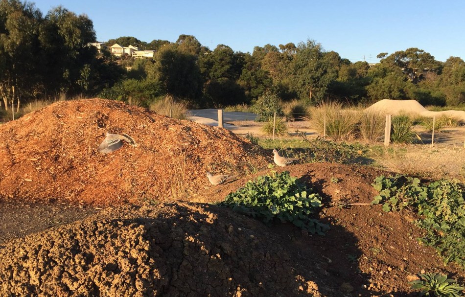 ksoanes_crested pigeons