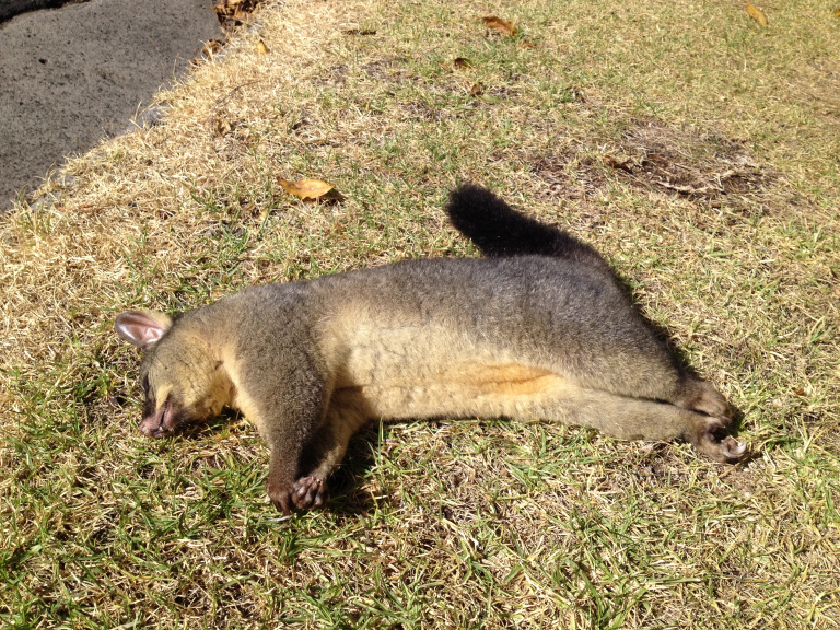 ksoanes_dead brushtail possum