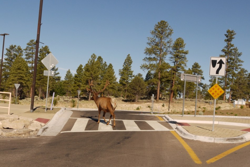 ksoanes_deer crossing