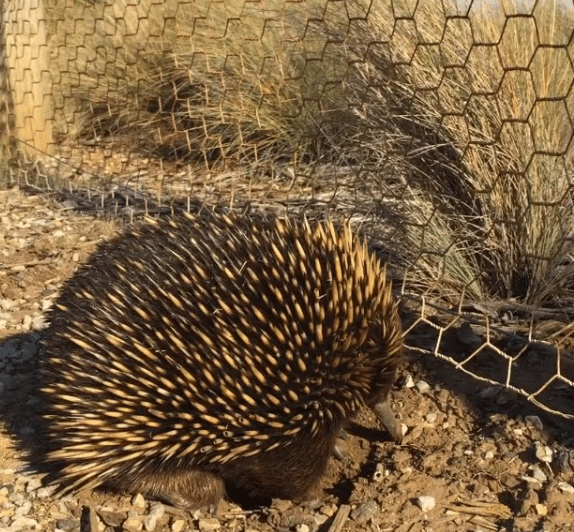 ksoanes_echidna