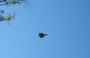 ksoanes_squirrel gliding