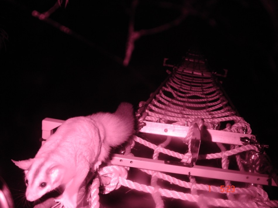 squirrel glider (ksoanes)