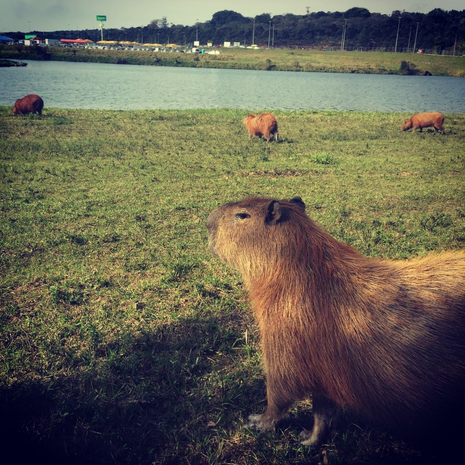Majestic capybara_2016-07-14 13.57.07